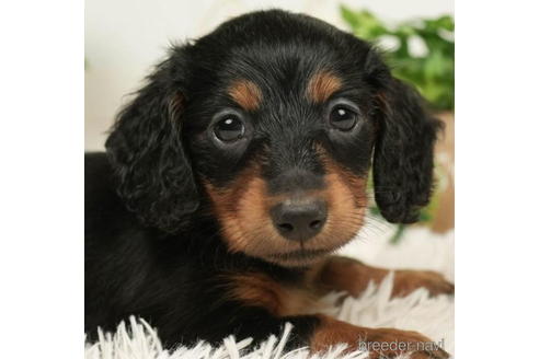 成約済の千葉県のミニチュアダックスフンド(ロングヘアード)-208858の1枚目